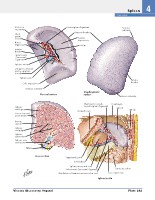 Frank H. Netter, MD - Atlas of Human Anatomy (6th ed ) 2014, page 318